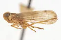 Haplaxius xyron