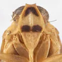 Haplaxius xyron - photo 3