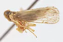 Haplaxius xyron - photo 4