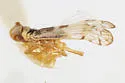 Haplaxius yuccandus