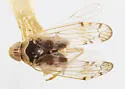 Haplaxius yuccandus - photo 2