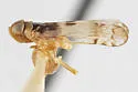Haplaxius yuccandus - photo 4