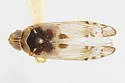 Haplaxius yuccandus - photo 5
