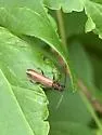 Haplidus laticeps - photo 2