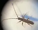 Haplidus laticeps - photo 4