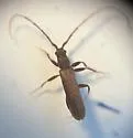 Haplidus laticeps - photo 5