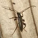 Haplidus testaceus