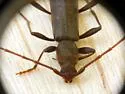 Haplidus testaceus - photo 2