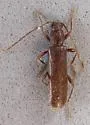 Haplidus testaceus - photo 3