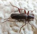 Haplidus testaceus - photo 4