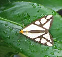 Colona Moth - Hodges#8108
