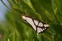 Colona Moth - Hodges#8108 - photo 2