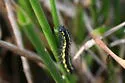 Colona Moth - Hodges#8108 - photo 3