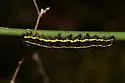Colona Moth - Hodges#8108 - photo 4