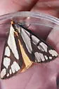 Colona Moth - Hodges#8108 - photo 5