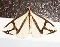 The Neighbor Moth - Hodges#8110
