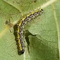 The Neighbor Moth - Hodges#8110 - photo 2
