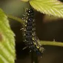 The Neighbor Moth - Hodges#8110 - photo 3