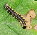 The Neighbor Moth - Hodges#8110 - photo 4