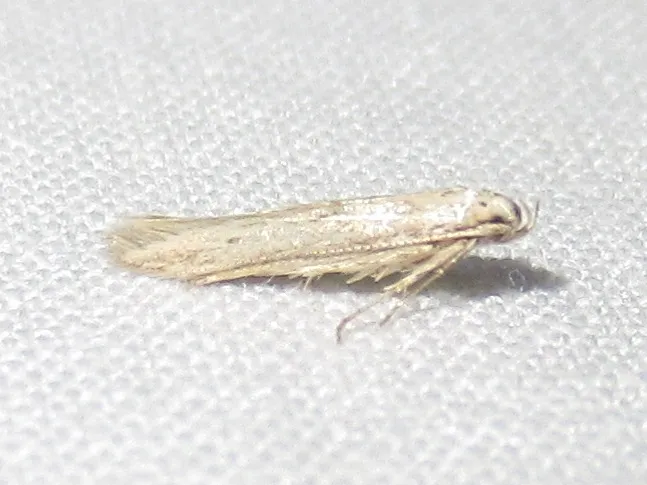 Haplochrois bipunctella - Hodges#1465 - photo 2