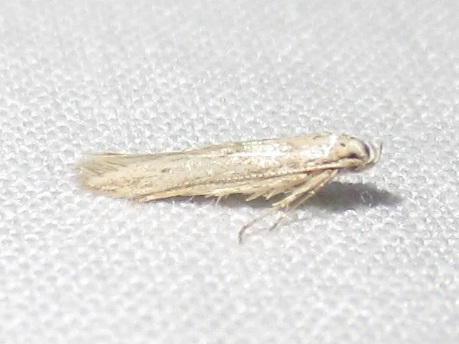 Haplochrois bipunctella - Hodges#1465 - photo 3