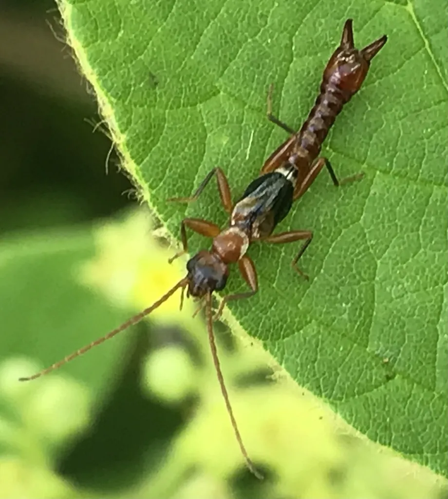 Haplodiplatyidae - photo 2