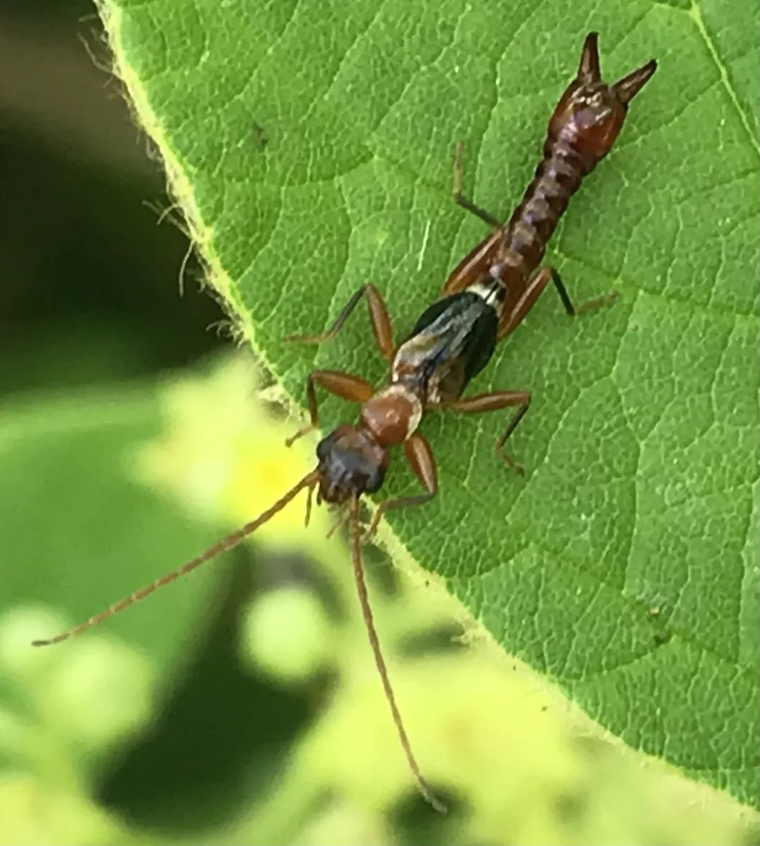 Haplodiplatyidae - photo 3