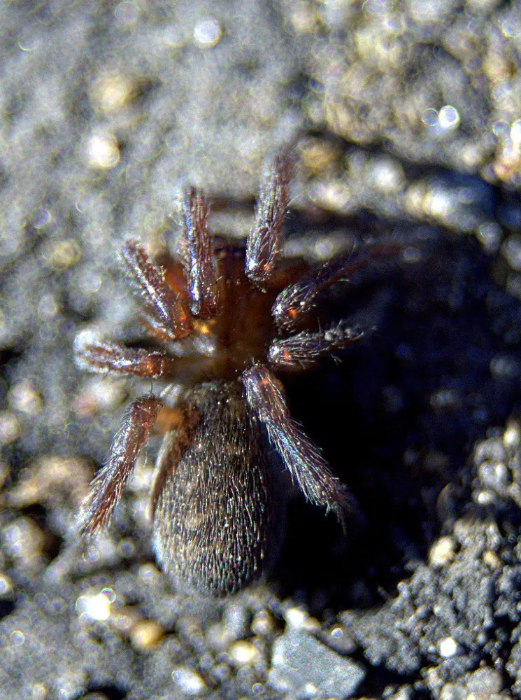 Haplodrassus bicornis - photo 2