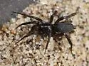 Haplodrassus eunis - Haplodrassus eunis
