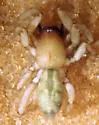 Haplodrassus maculatus