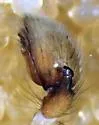 Haplodrassus maculatus - photo 4