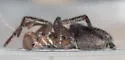 Haplodrassus signifer