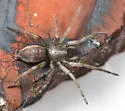 Haplodrassus signifer - photo 2