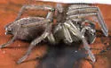 Haplodrassus signifer - photo 3