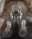 Haplodrassus signifer - photo 4