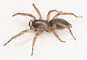 Haplodrassus signifer - photo 5