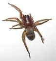Haplodrassus stuxbergi