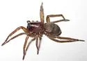 Haplodrassus stuxbergi - photo 2