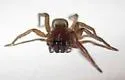 Haplodrassus stuxbergi - photo 3