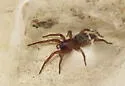 Haplodrassus stuxbergi - photo 4