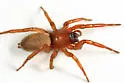 Haplodrassus stuxbergi - photo 5