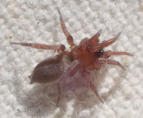 Haplodrassus taibo