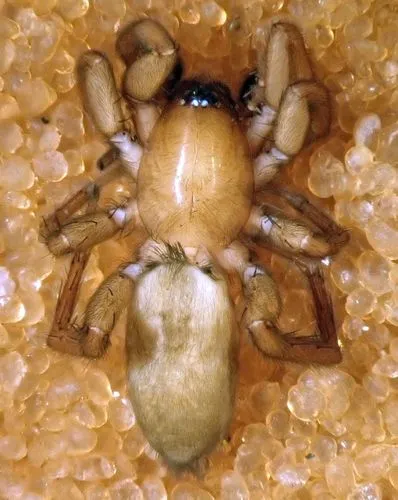 Haplodrassus taibo - photo 4