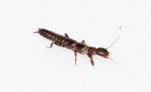 Haploembia palaui