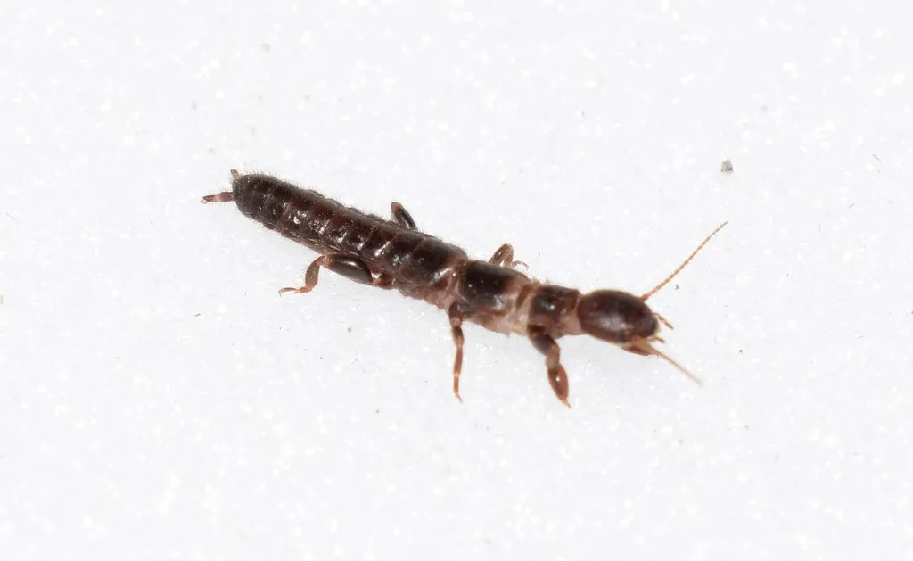 Haploembia palaui - photo 2