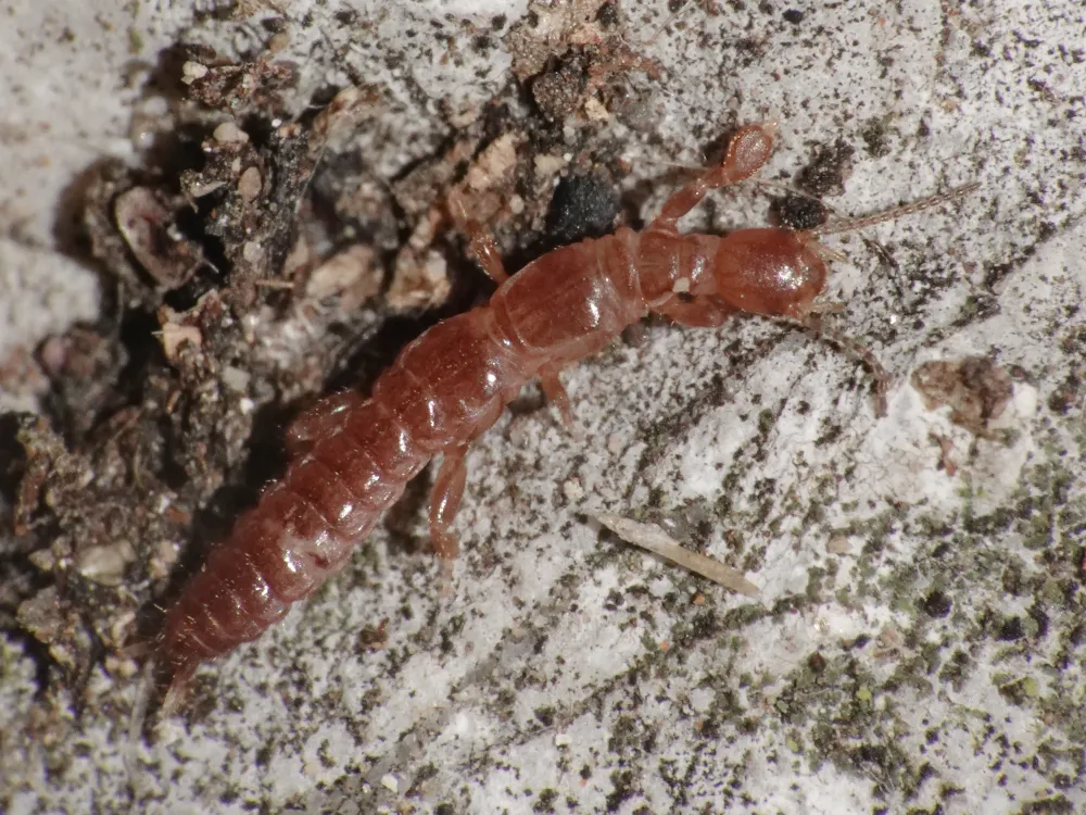 Haploembia solieri