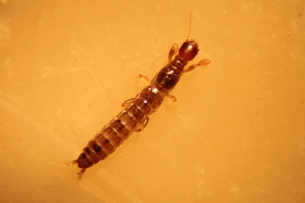 Haploembia tarsalis - photo 2