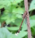 Haploglenius flavicornis