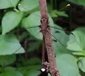 Haploglenius flavicornis - photo 2
