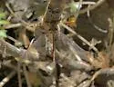 Haploglenius flavicornis - photo 3